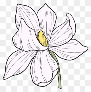 White Magnolia Flower Clipart - Lily - Png Download