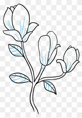 How To Draw Magnolia Flower - Magnolia Flower Drawing Easy Clipart