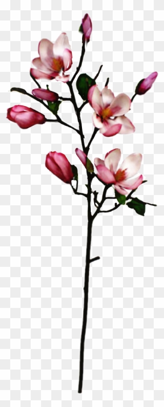 #magnolia - Magnolia Branch Clipart