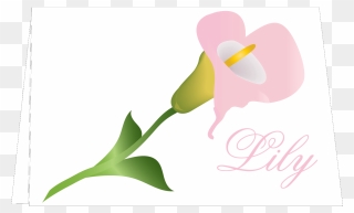 Floral Notes Calla Lily Clipart