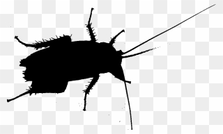 Cockroach Beetle Silhouette Membrane Insect - Cockroach Silhouette Png Clipart