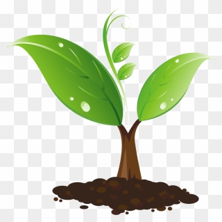 Sapling Clipart - Png Download