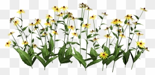 Transparent Background Wildflower Clipart - Png Download