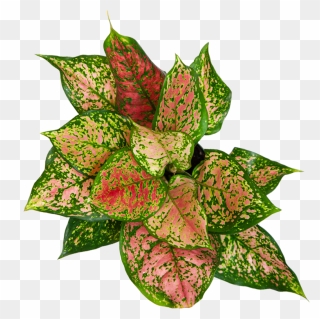 Chinese Evergreen Care - Illustration Clipart
