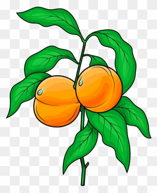 Peaches On The Branch Clipart - Png Download