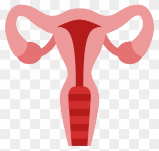 Clipart Baby Womb - Transparent Uterus Clipart - Png Download