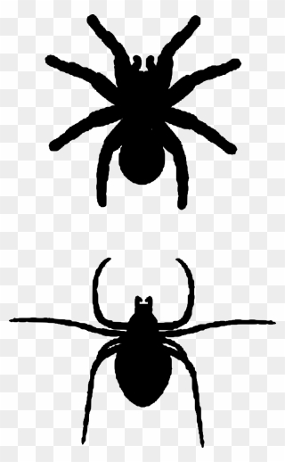 Spider Insects Silhouette Free Photo - Spider Svg Free Clipart