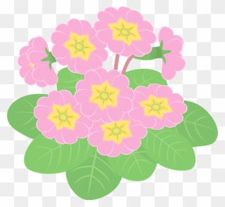 Primula Flower Clipart - Prickly Rose - Png Download