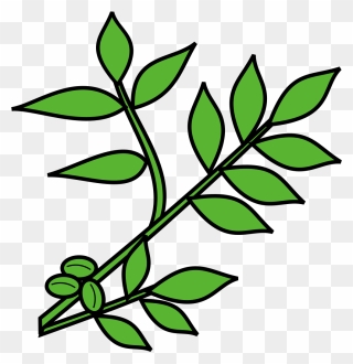 Brin D Olivier Png Clipart