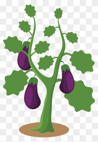 Botany,plant,flower - Eggplant Tree Clipart Transparent - Png Download