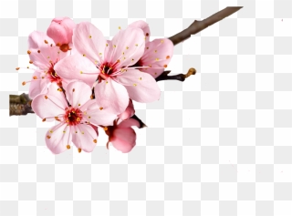 Cherry Blossom Flower Petal - Cherry Blossom Flower Transparent Background Clipart