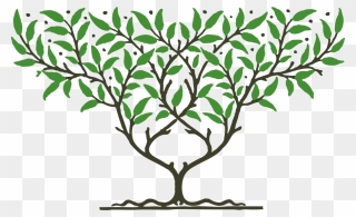 Botany,plant,flower - Fruit Tree Clipart