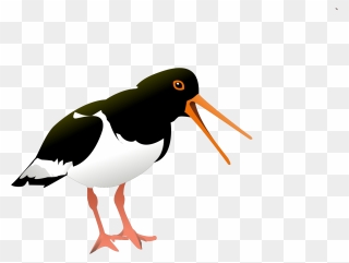 Oystercatcher Clipart - Png Download