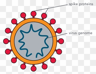Coronavirus Image - Parts Of The Coronavirus Clipart