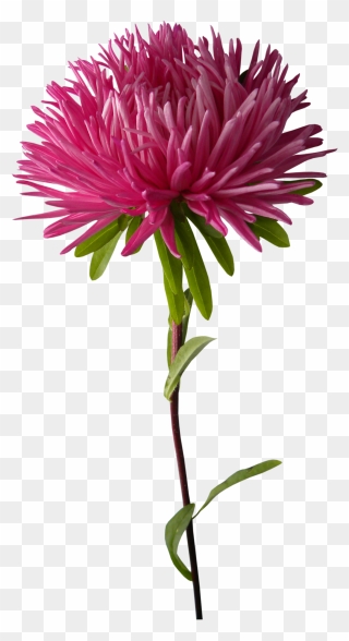 Ume Blossom Clipart Purple Chrysanthemum - Chrysanthemums Png Transparent Png