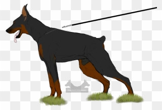 Collection Of Free Doberman Drawing Front Download - Drawing Clipart