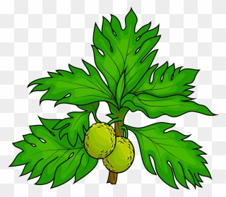 Two Breadfruits On The Tree Clipart - Png Download