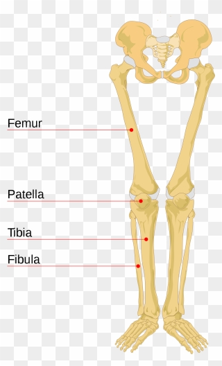 Leg Bone Leg Bones Labeled- - Human Leg Bones Clipart