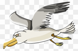 Albatross Clipart Seagull - Gull Cartoon Png Transparent Png