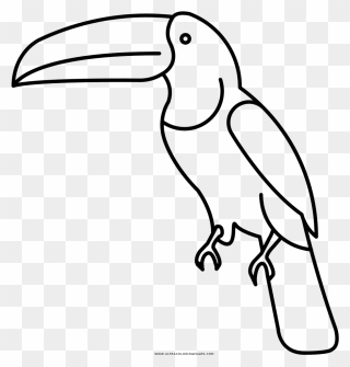 Toucan Coloring Page - Toucan Clipart Coloring - Png Download