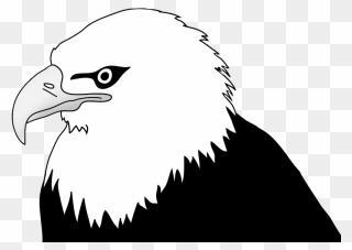 Bald Eagle Drawing Clip Art - Bald Eagle Clip Art Black And White - Png Download