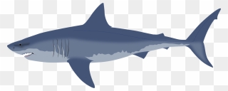Salmon Shark Clipart - Png Download