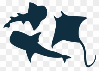 Great White Shark Vector Graphics Illustration Clip - Ray Shark Fish Vector - Png Download