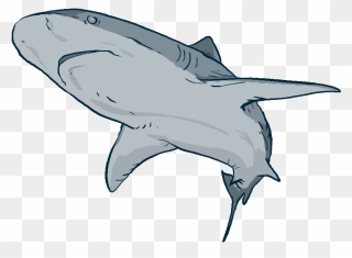 Transparent Mean Shark Clipart - Great White Shark - Png Download