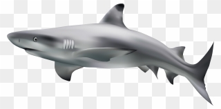 Shark Transparent Clip Art Image - Great White Shark Transparent - Png Download