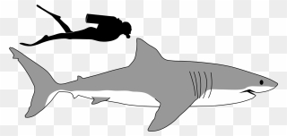 Transparent Shark Tail Clipart - Shark Tail Clipart - Png Download