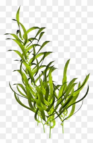 Seaweed Aquatic Plants Ocean - Seaweed Png Clipart