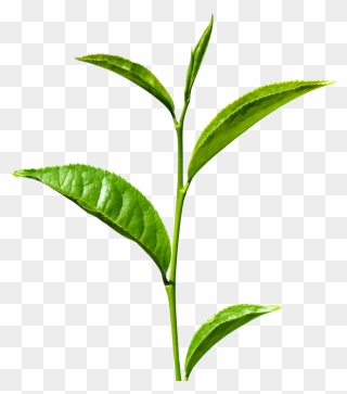 Green Tea Png Transparent Images - Green Tea Leaf Png Clipart
