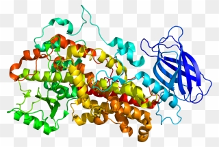Protein Alox12 Pdb 2abu - Alox 12 Clipart