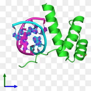 Pax 1 Protein Structure Clipart