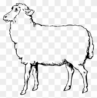 Lamb Clipart Primitive - Black And White Pictures Of Sheep - Png Download