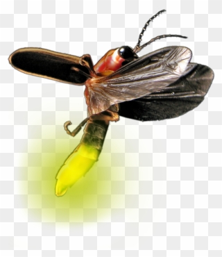 Transparent Firefly Bug Clipart - Real Firefly Transparent Background - Png Download