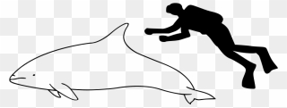 Pacific White Sided Dolphin Size Comparison Clipart