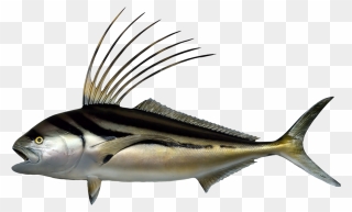 Roosterfish Clipart - Roosterfish Png Transparent Png
