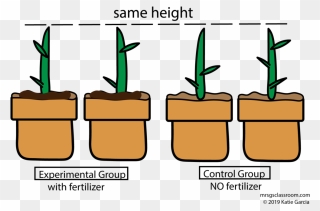 Plant With Fertilizer And Plant Without Fertilizer Clipart