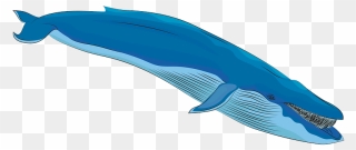 Blue Whale Clipart - Blue Whale - Png Download