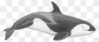 Porpoise Drawing Killer Whale Transparent Png Clipart - Orcinus Citoniensis