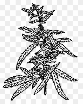 Cannabis Plant Drawing Png Clipart