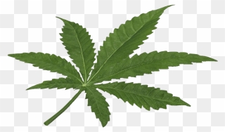 Cannabis Leaf Png Clipart Background - Marijuana 3d Obj Free Transparent Png