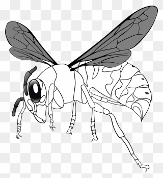 Bee Line Drawing Clipart - Giant Hornet Clip Art - Png Download