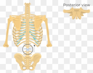 Lumbar Vertebrae Anatomy - Posterior View Of Vertebrae Clipart