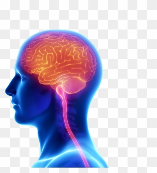 Transparent Human Brain Clipart - Human Brain Images Png