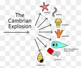 Cambrian Explosion Png Clipart