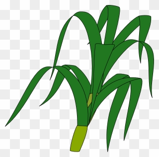 Corn Plant Silhouette Clip Art Vector Online Royalty - Stalk Clipart - Png Download