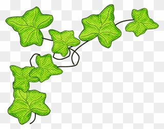 Ivy Clipart Flower - Clip Art Ivy - Png Download