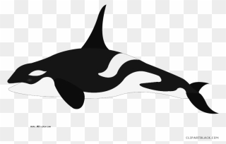 Orca Transparent Color - Whale Para Colorear Clipart